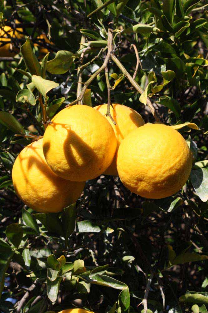                Fruit (Swingle, Riverside, CA)       